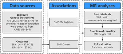 Smoking, DNA Methylation, and Breast Cancer: A Mendelian Randomization Study